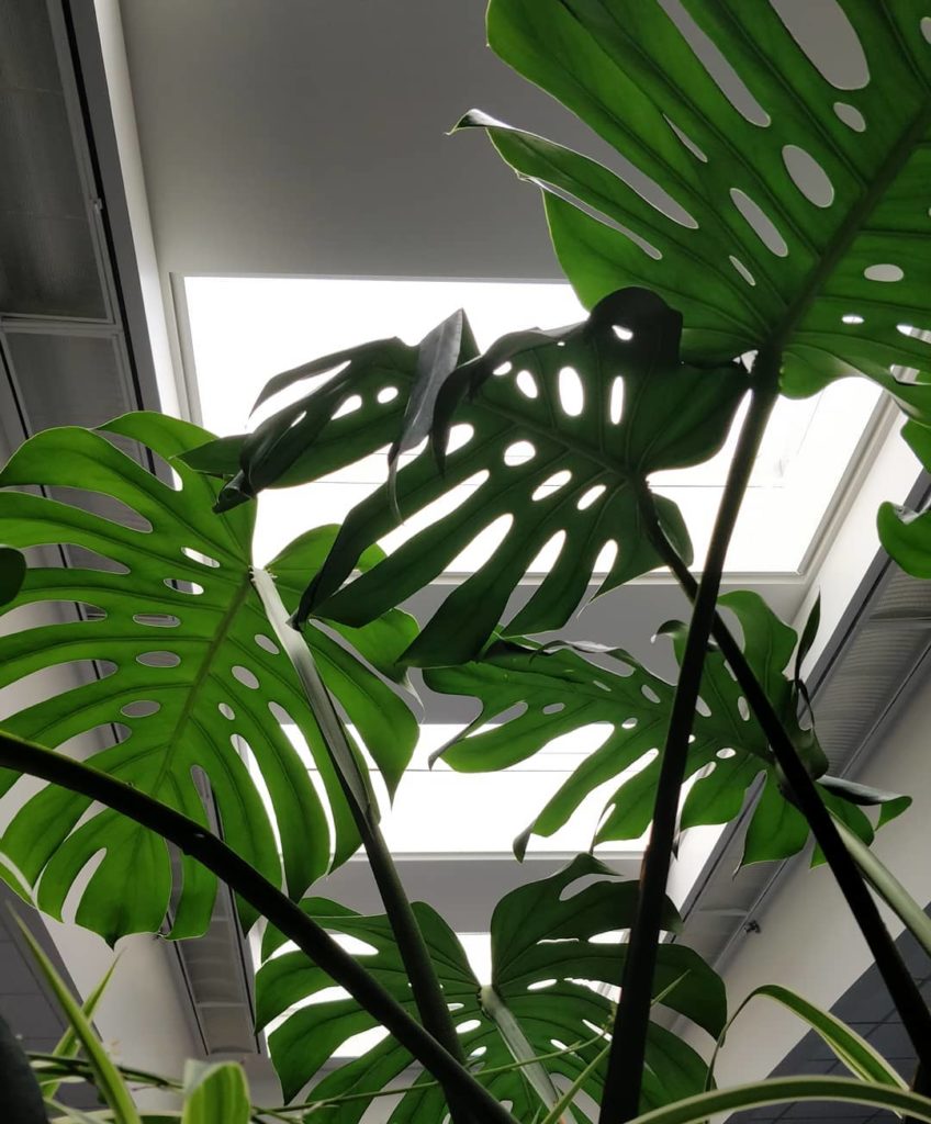 houseplantjournal: Happy #MonsteraMonday and #CanadaDay2019 
–
Vancouver: I’ll be visiting July 10t… Happy #MonsteraMonday and #CanadaDay2019 
-
Vancouver: I'll be visiting July 10t...