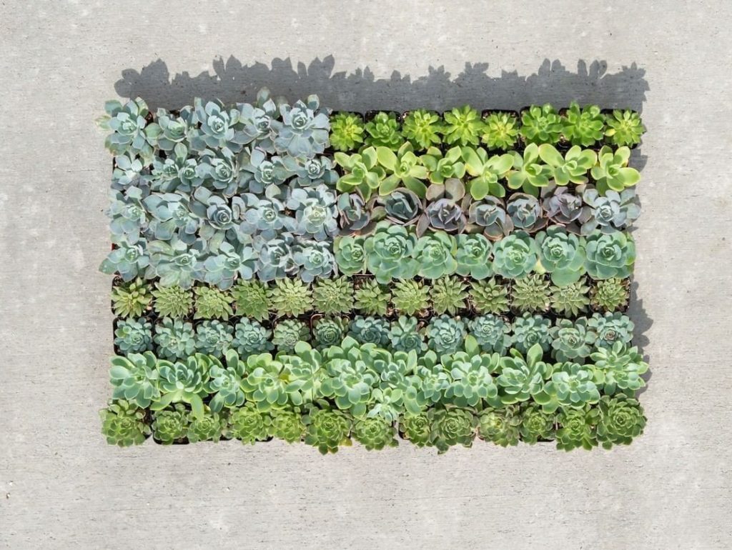 Wishing you and your loved ones a safe (and plant-filled) #HappyFourth. : @mulha...