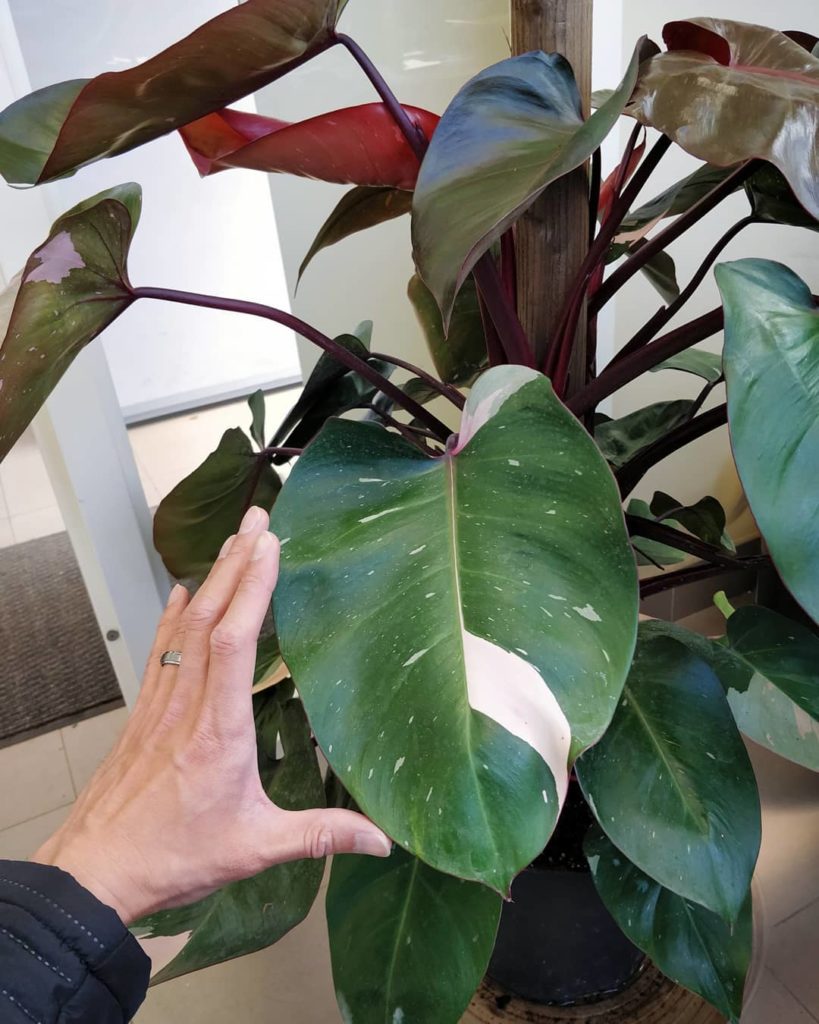houseplantjournal: The biggest Philodendron pink princess I ever did see. “Not for sale” they said … The biggest Philodendron pink princess I ever did see. "Not for sale" they said ...