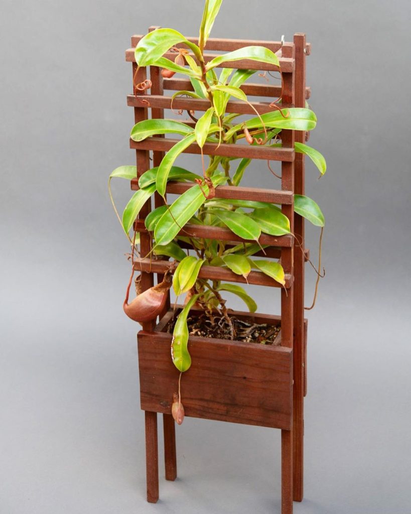 thehorticult: Technically a window box but we normally keep it hanging in the Nepenthes corner… Technically a window box but we normally keep it hanging in the Nepenthes corner...