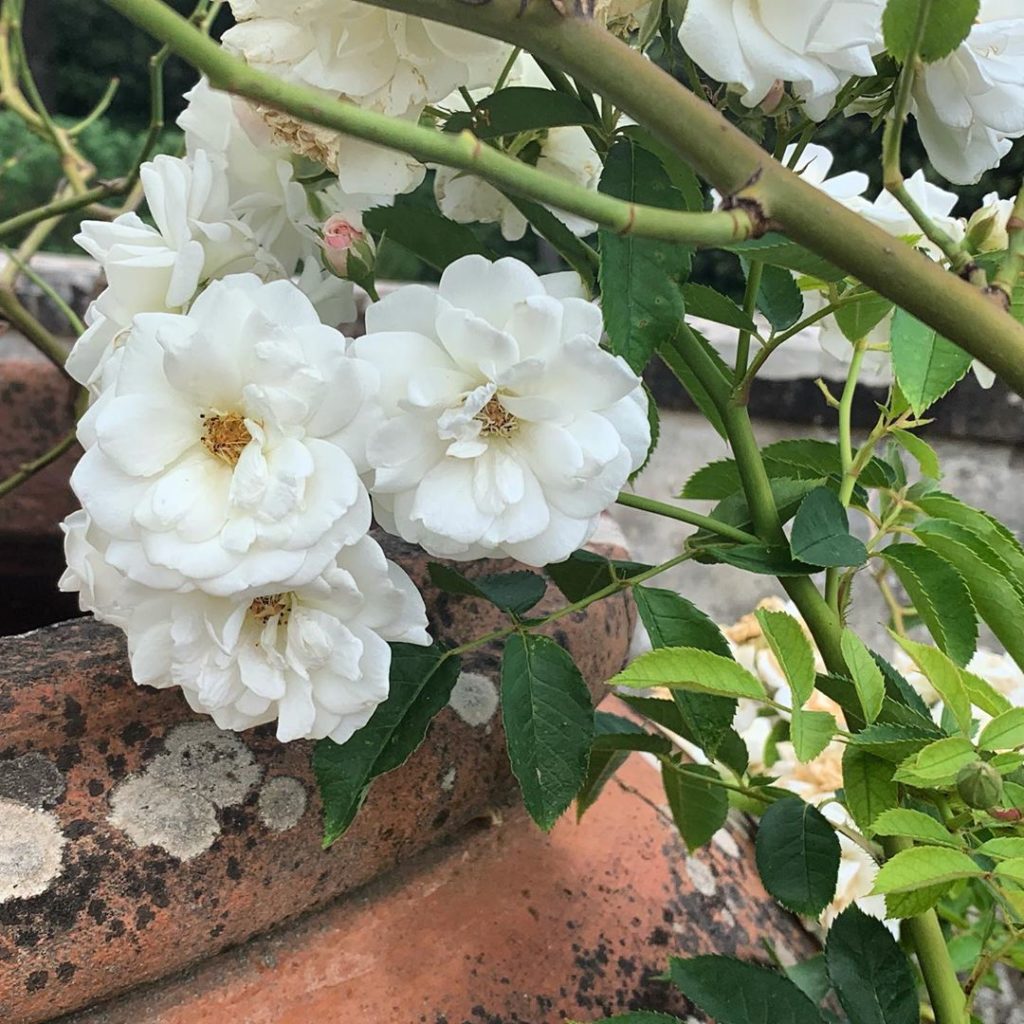 Roses clambering over large terracotta urns #villapetraia #florence #summerheat ...