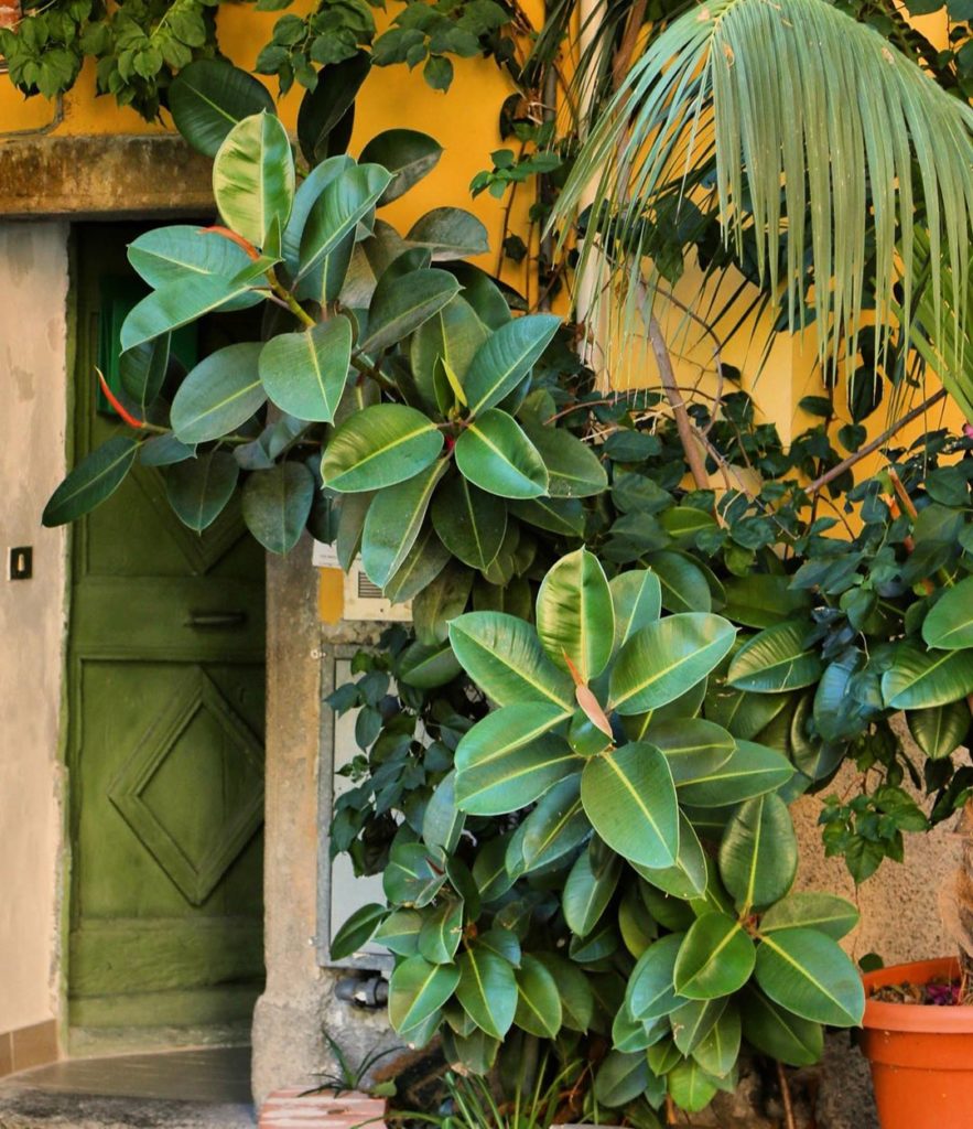 We can always get behind a DL green door and a lush and lovely rubber tree  #jun...