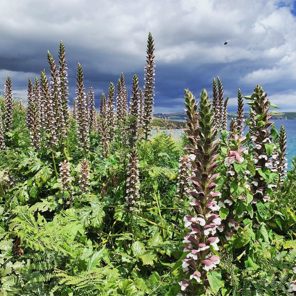 Acanthus on a Cornish coast path. #cornwall #plants #planting #flowers  #swcoast...