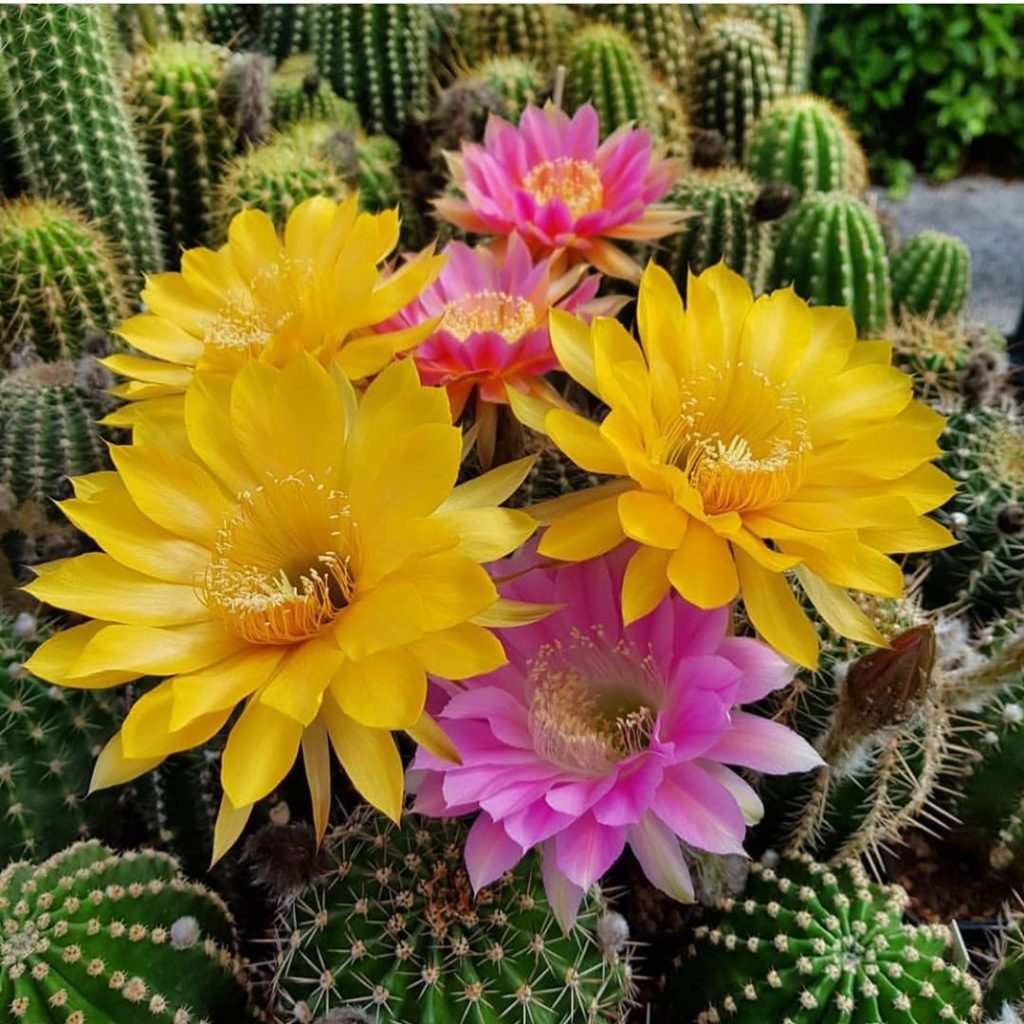 @nicolochiarin’s cacti blooms look like they’re all dolled up for the weekend! #...