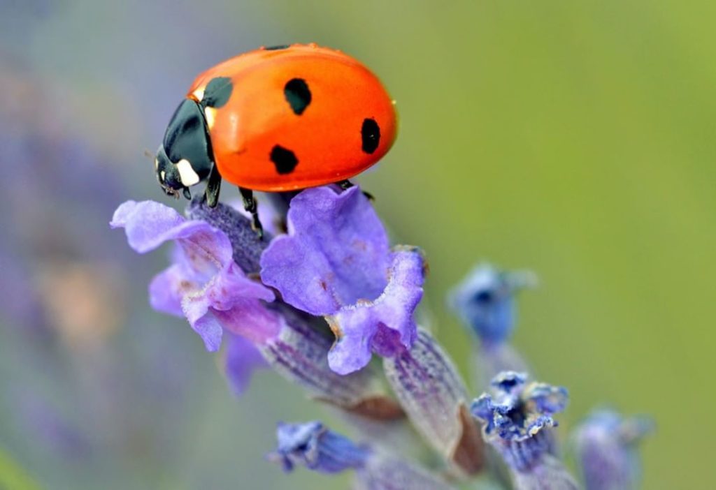 It's always a good idea to have more native plants, so you’ll attract beneficial...