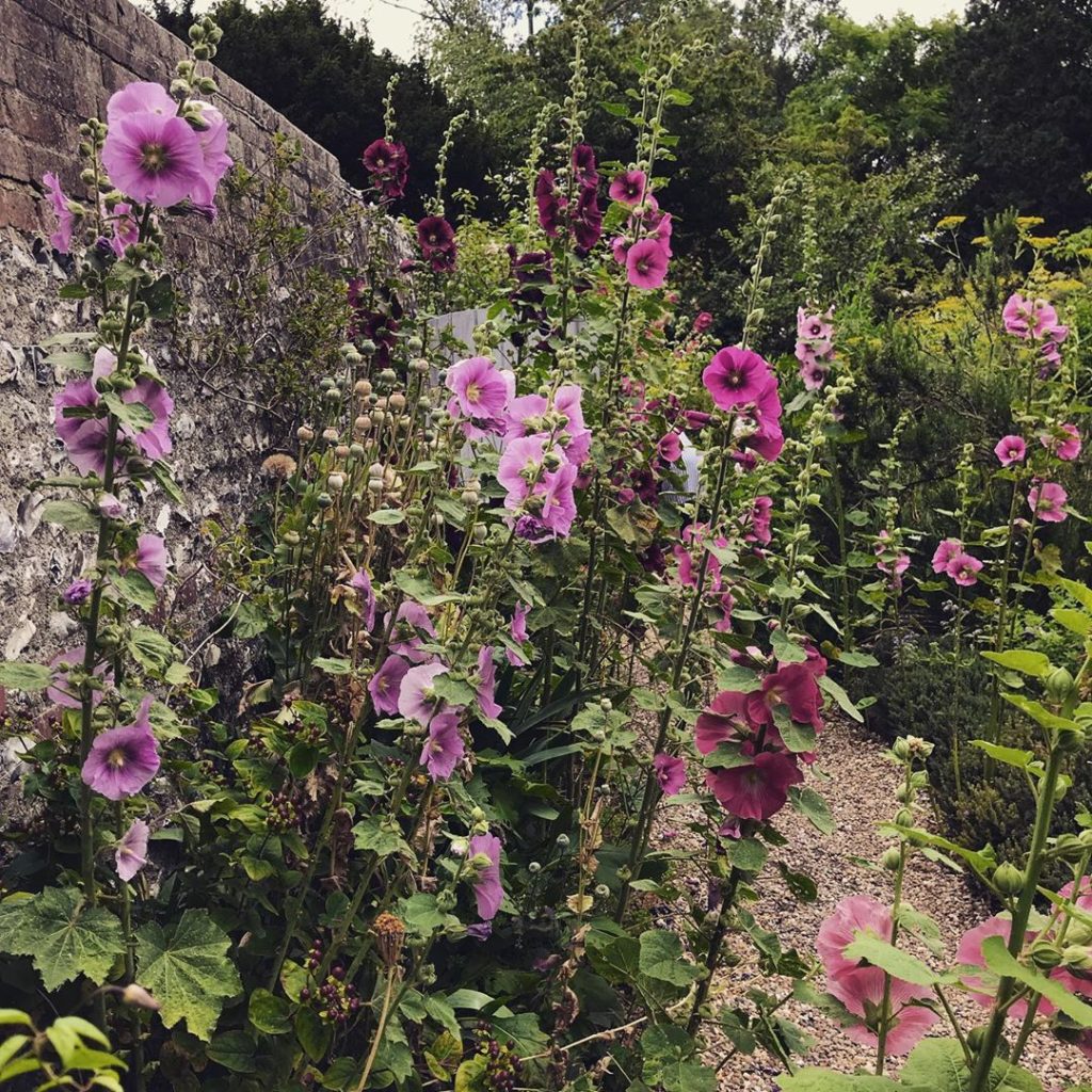 sheilajacklandscapes: Peak hollyhock… inspirational afternoon @charlestontrust #festivalofthegarden … Peak hollyhock... inspirational afternoon @charlestontrust #festivalofthegarden ...