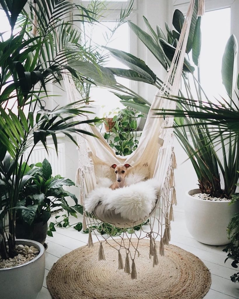 We want to live as large as @margo.hupert.art's pup. ...