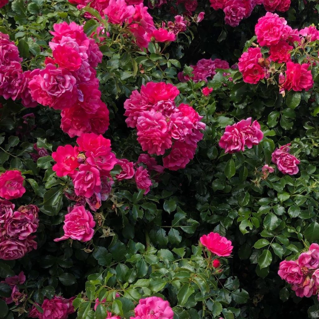 Help needed identifying this gorgeous pink rose please. It’s very healthy but wi...