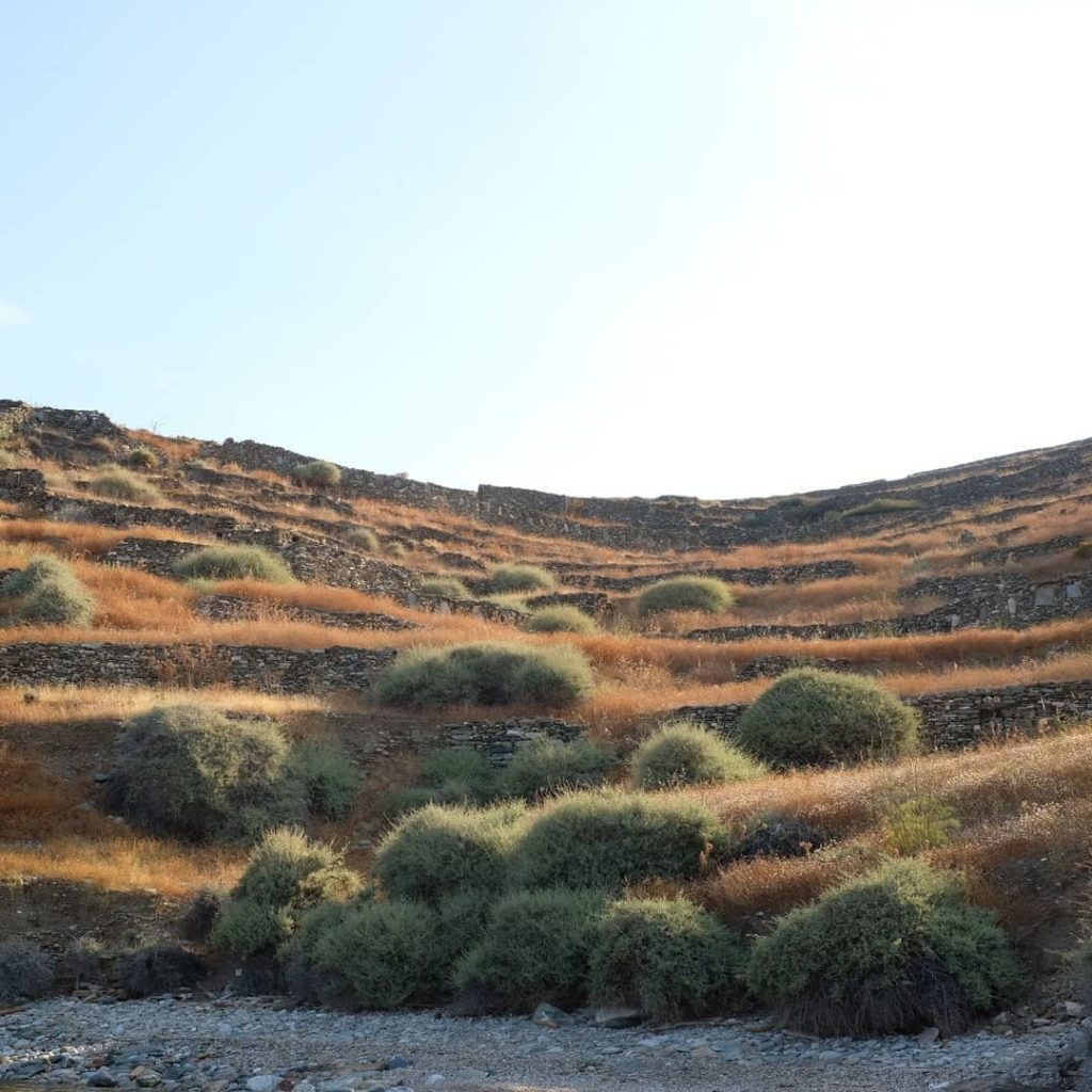 jamesscapedesign: Kithnos. Centurea spinosa, Atriplex halimus, Ballota acetabulosa and Sarcopter… Kithnos. Centurea spinosa, Atriplex halimus, Ballota acetabulosa and Sarcopter...