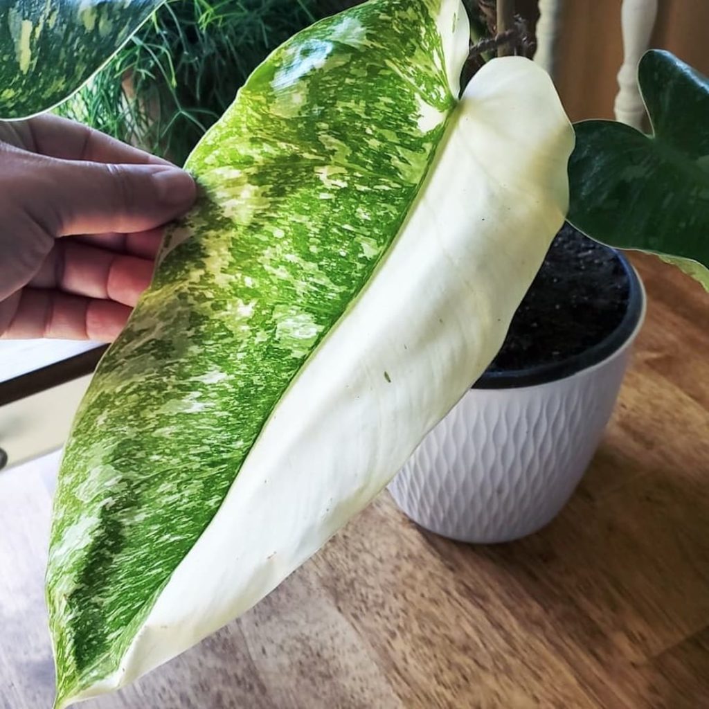 @amandaandtheplant's Jose Buono Philodendron is giving us life. ...