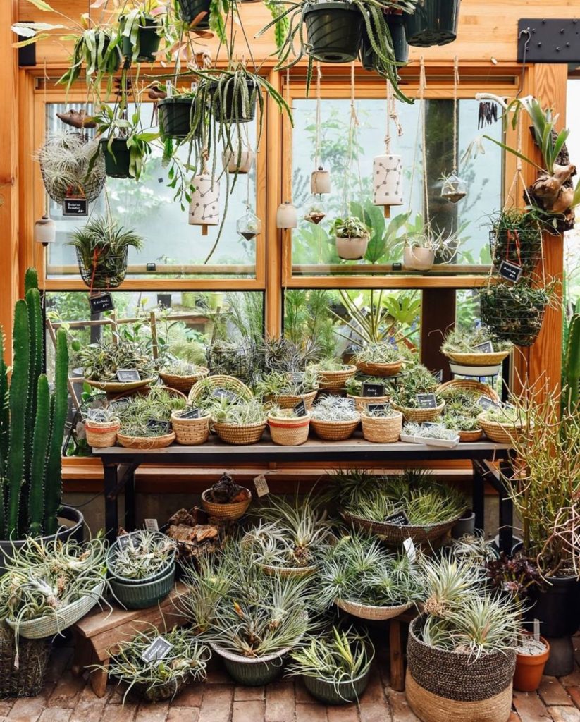 Tillandsia heaven over at @pistilsnursery #plantlife #forever #jungalow...