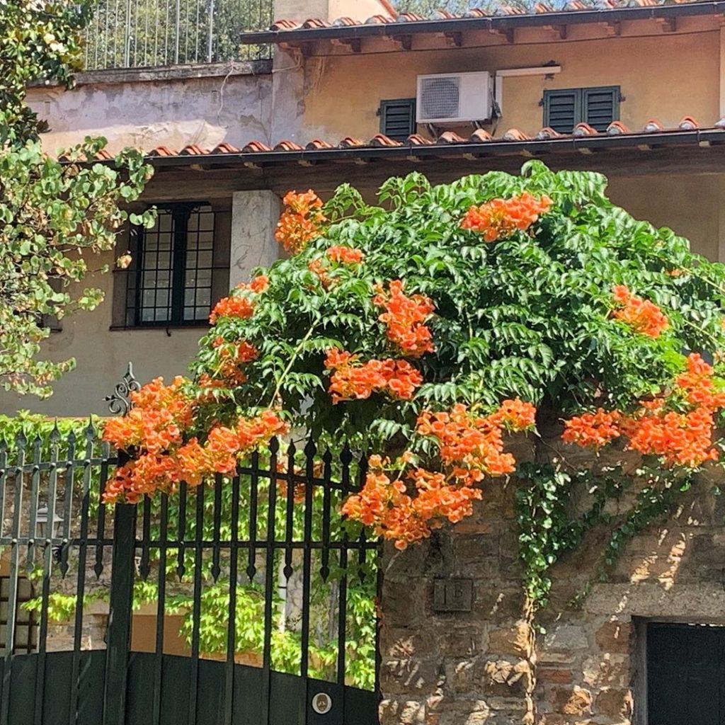 Scrambling over a wall hot to the touch in the afternoon sun with elegantly ‘dis...