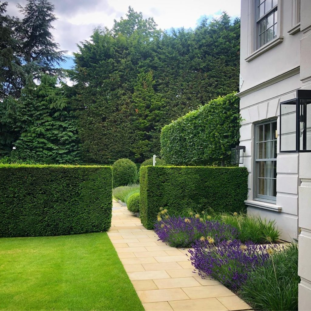 Popped by my clients garden in Surrey earlier this week and it was looking lovel...