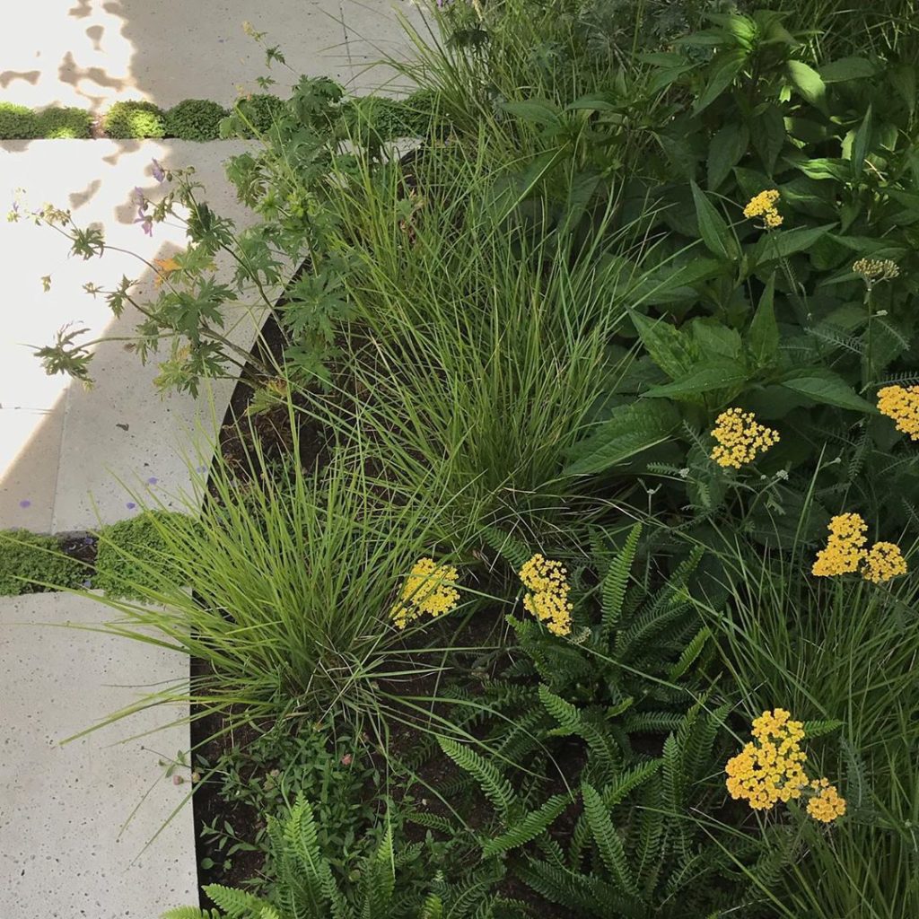 Micro meadow #fillingoutnicely #urbanescape #gardendesign .
. .
.
.
#gardendesig...