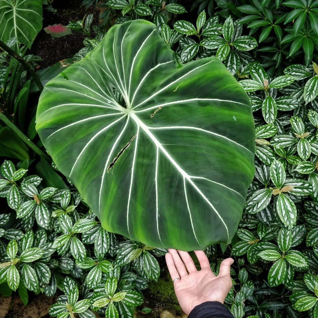 What a glorious P. gloriosum! 2️⃣ Wider shot for context
-
Plant: ...