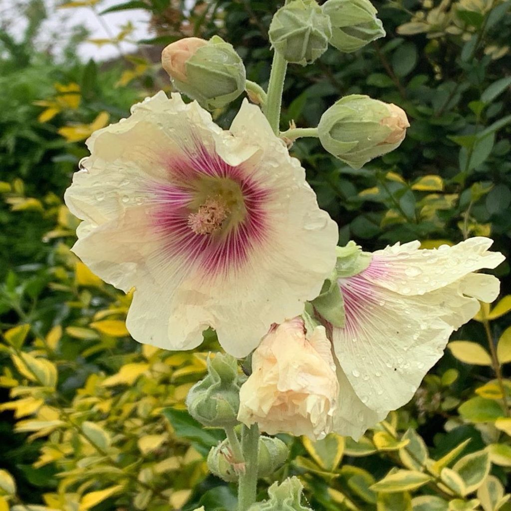 Clocking up the miles for @perennialgrbs - Kilimanjaro is going to come round re...