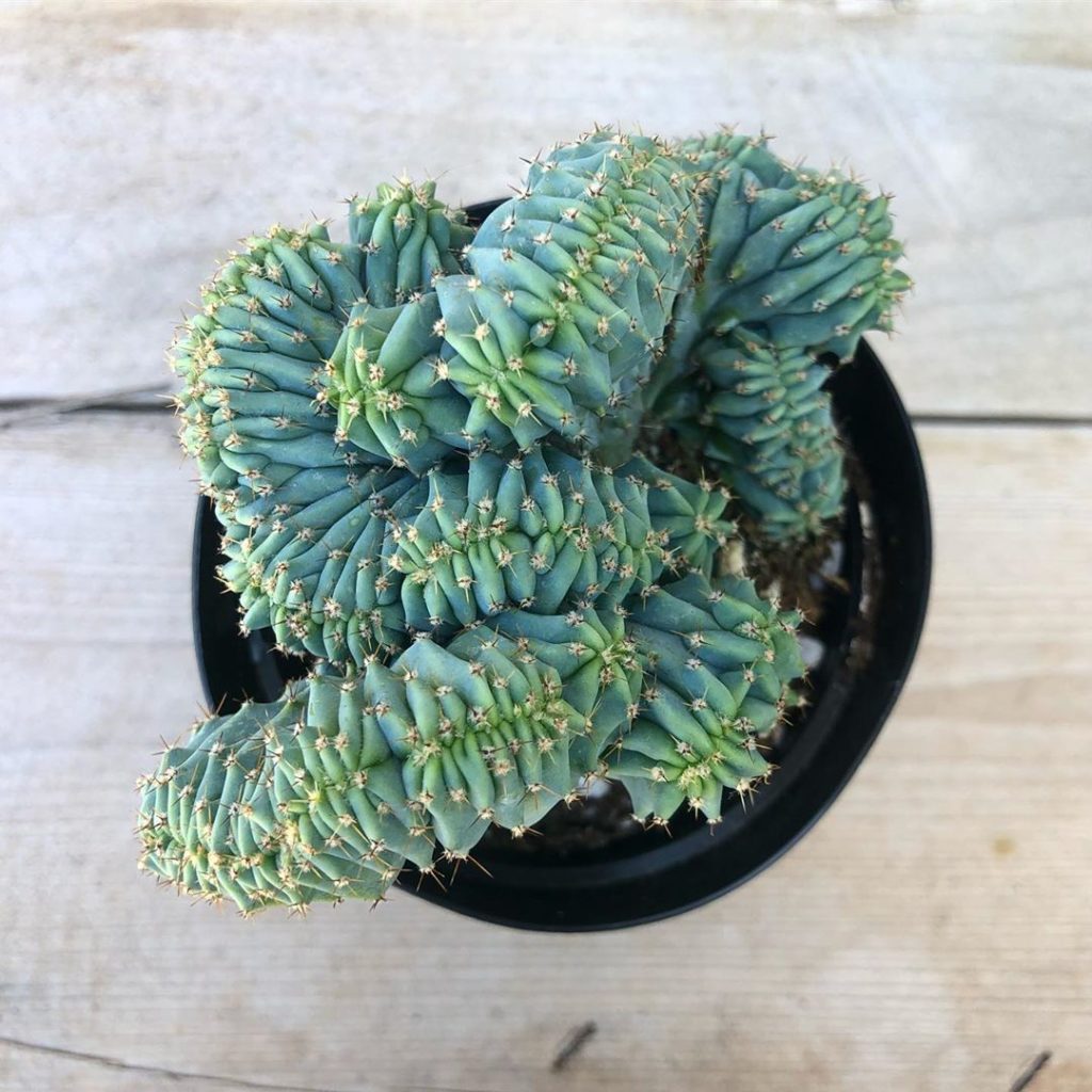 Blue Candle Crest now available!! (Limited availability)...