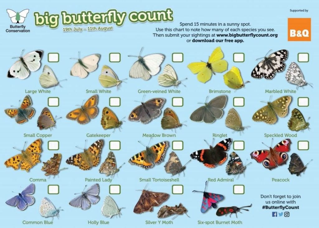 gardendesignmag: Raise your hand if you love seeing butterflies in your garden!
.
For our friends… Raise your hand if you love seeing butterflies in your garden!
.
For our friends...