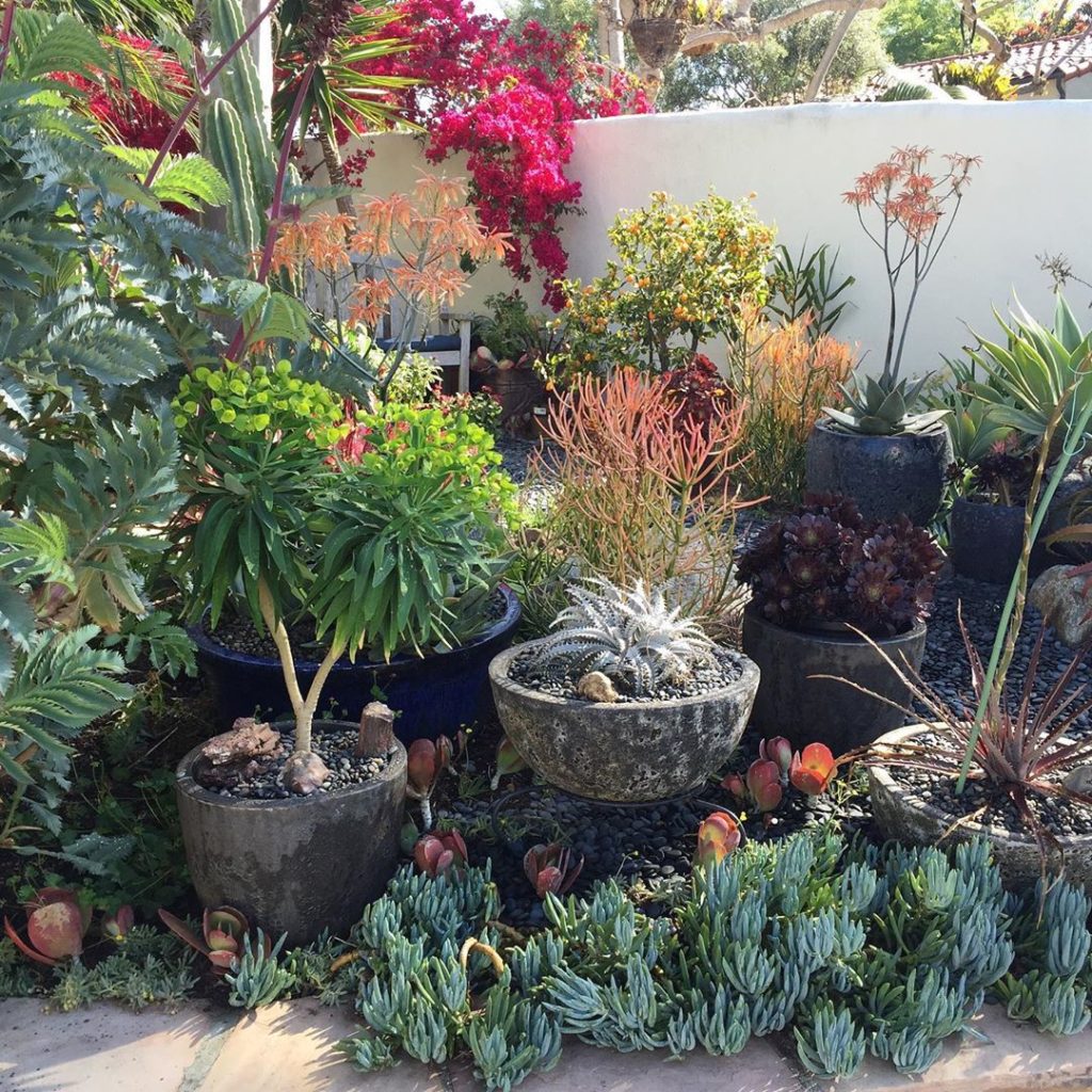 So much color and texture! 
.
.
#succulents #succulentgarden #succulentcollector...