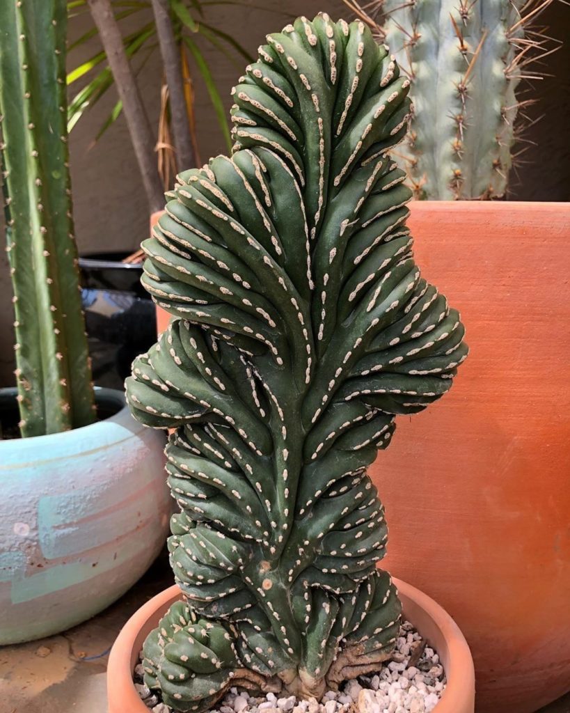 #UpClose view of the Pachycereus Marginatus cristata.  Photo via @earthwindandca...