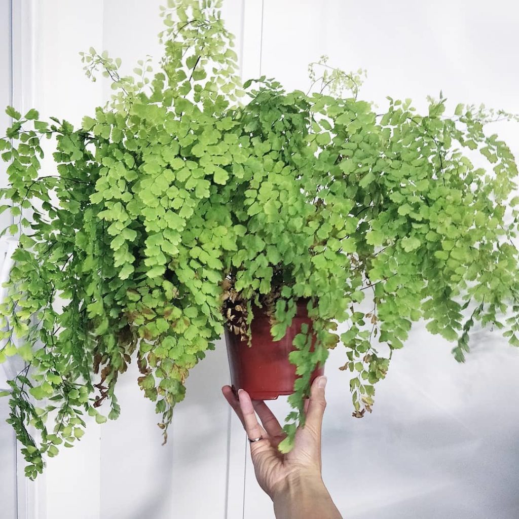 houseplantjournal: NEW VIDEO Maidenhair fern care. Link in profile 
~
~
#maidenhair #maidenhairfe… *NEW VIDEO* Maidenhair fern care. Link in profile 
~
~
#maidenhair #maidenhairfe...