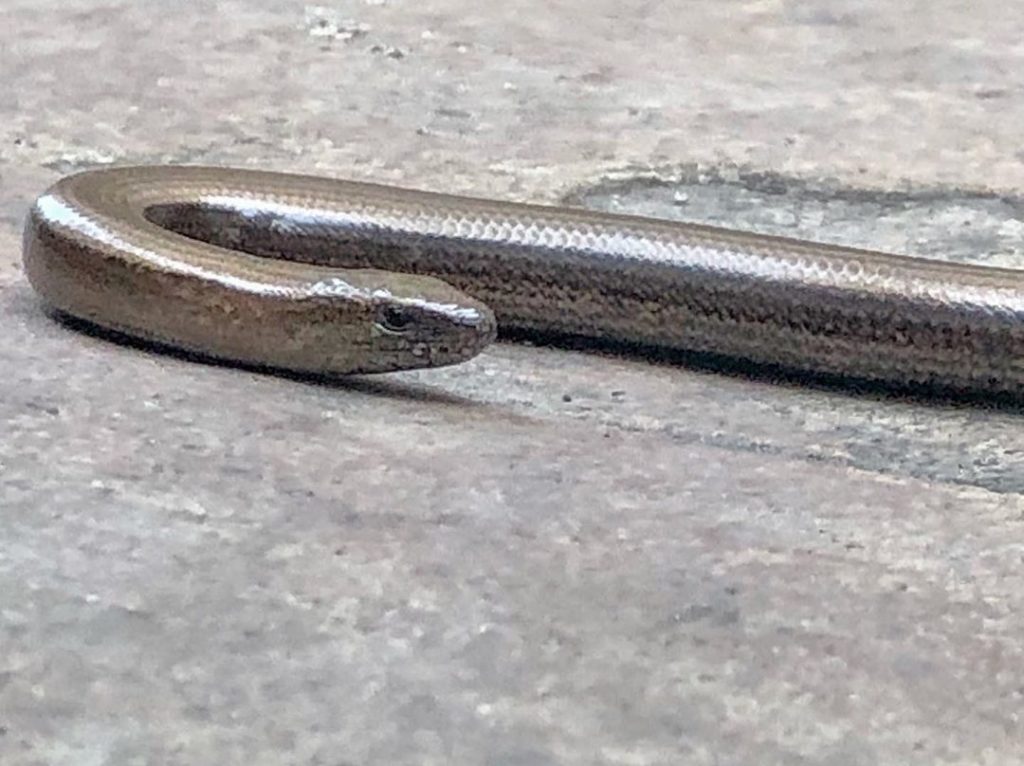 Ssssssssssstunning slow worm - its #bronze #metallic colouring #camouflaged agai...