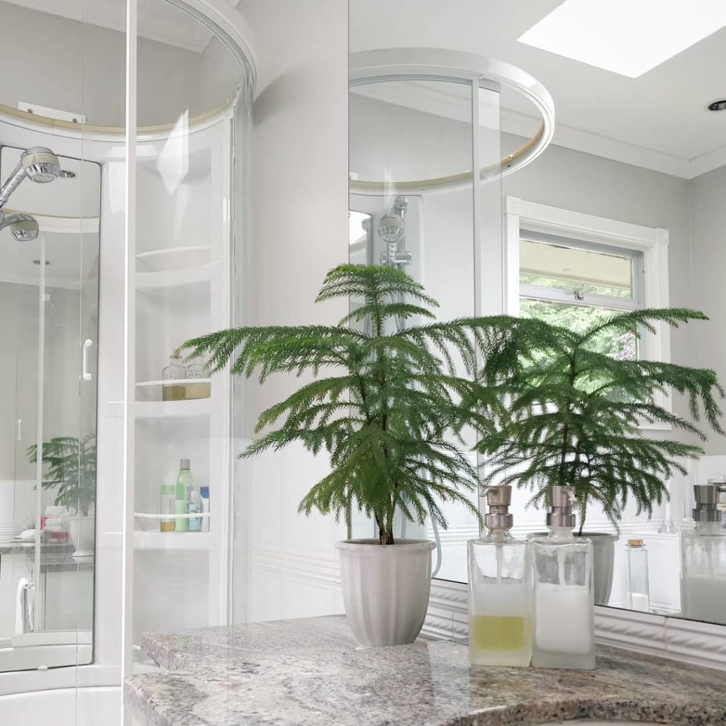 houseplantjournal: I need to learn the techniques for Norfolk pine care from my hosts here in Vanco… I need to learn the techniques for Norfolk pine care from my hosts here in Vanco...