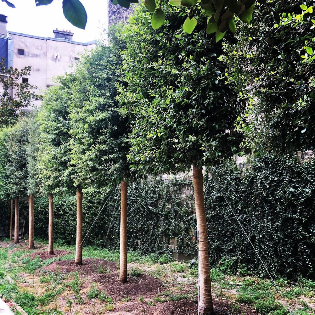 Best espaliered Quercus ilex - ever #holmoak #workinprogress #daytrip #manic #an...