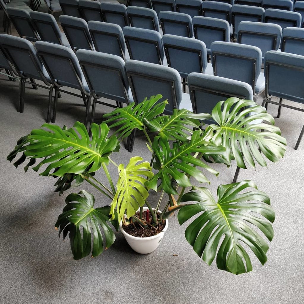 houseplantjournal: Thrips  – I was away from my church for 2 weeks so I wasn’t able to catch the mi… Thrips  - I was away from my church for 2 weeks so I wasn't able to catch the mi...