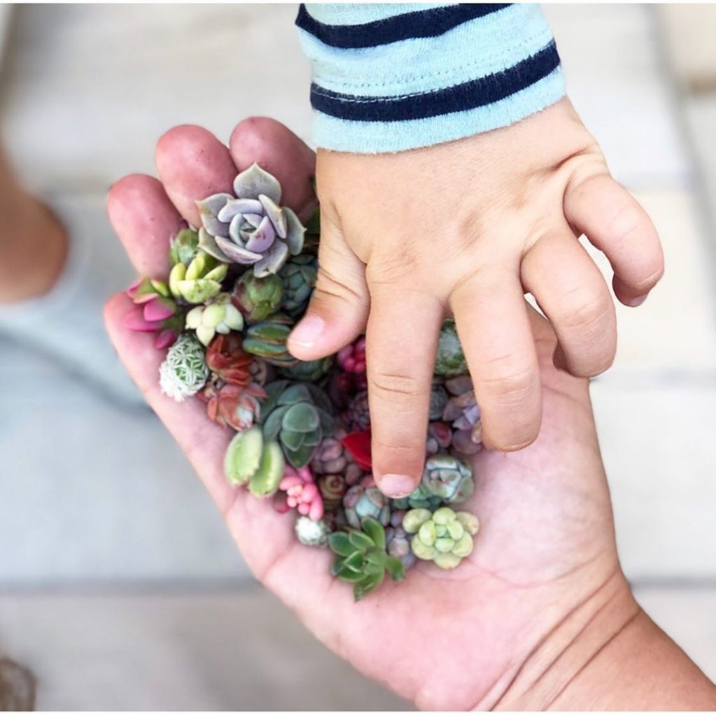 Pixie succulents...