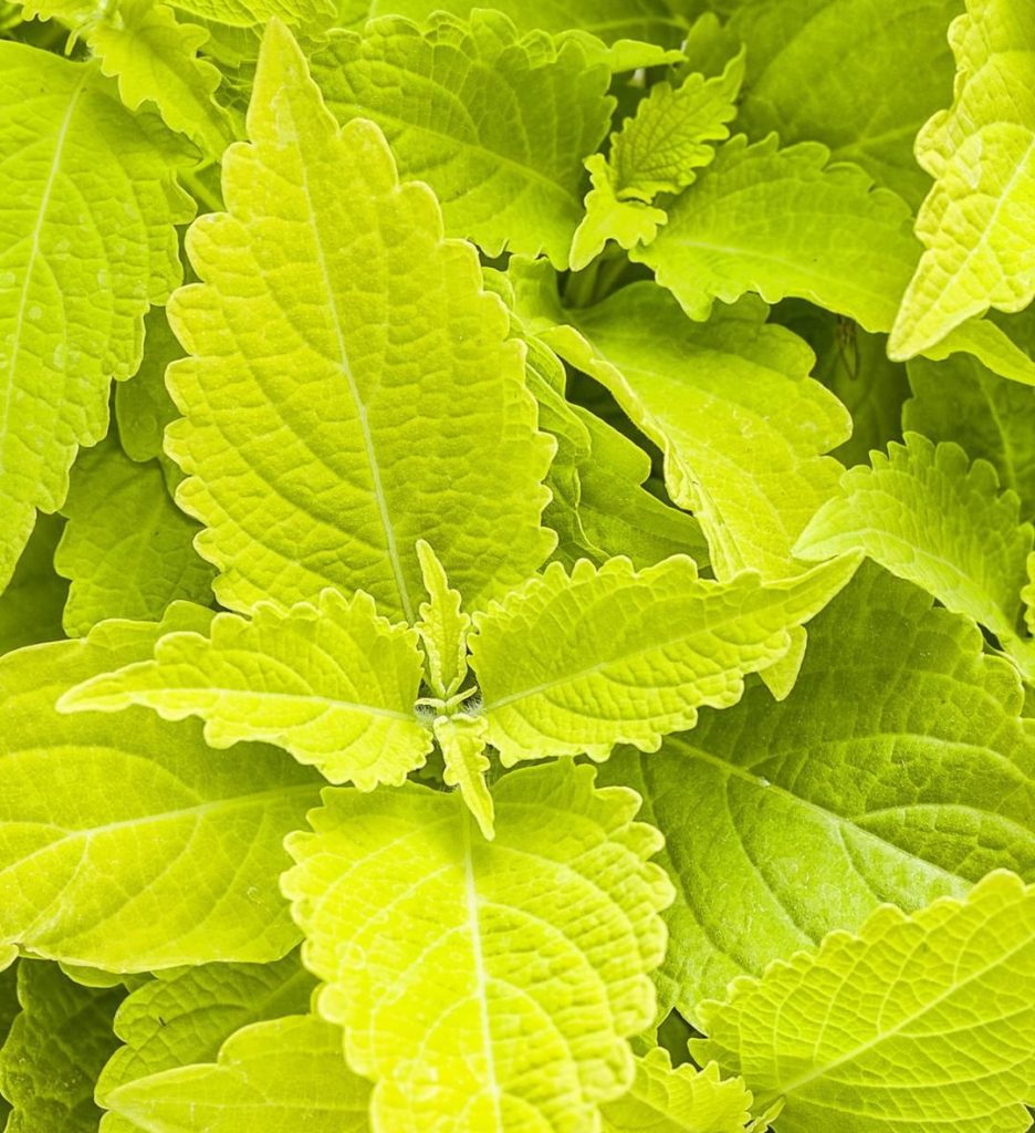 gardendesignmag: Beautiful. Colorful. Easy.
.
In our newsletter this week, we share 15 top-rated … Beautiful. Colorful. Easy.
.
In our newsletter this week, we share 15 top-rated ...