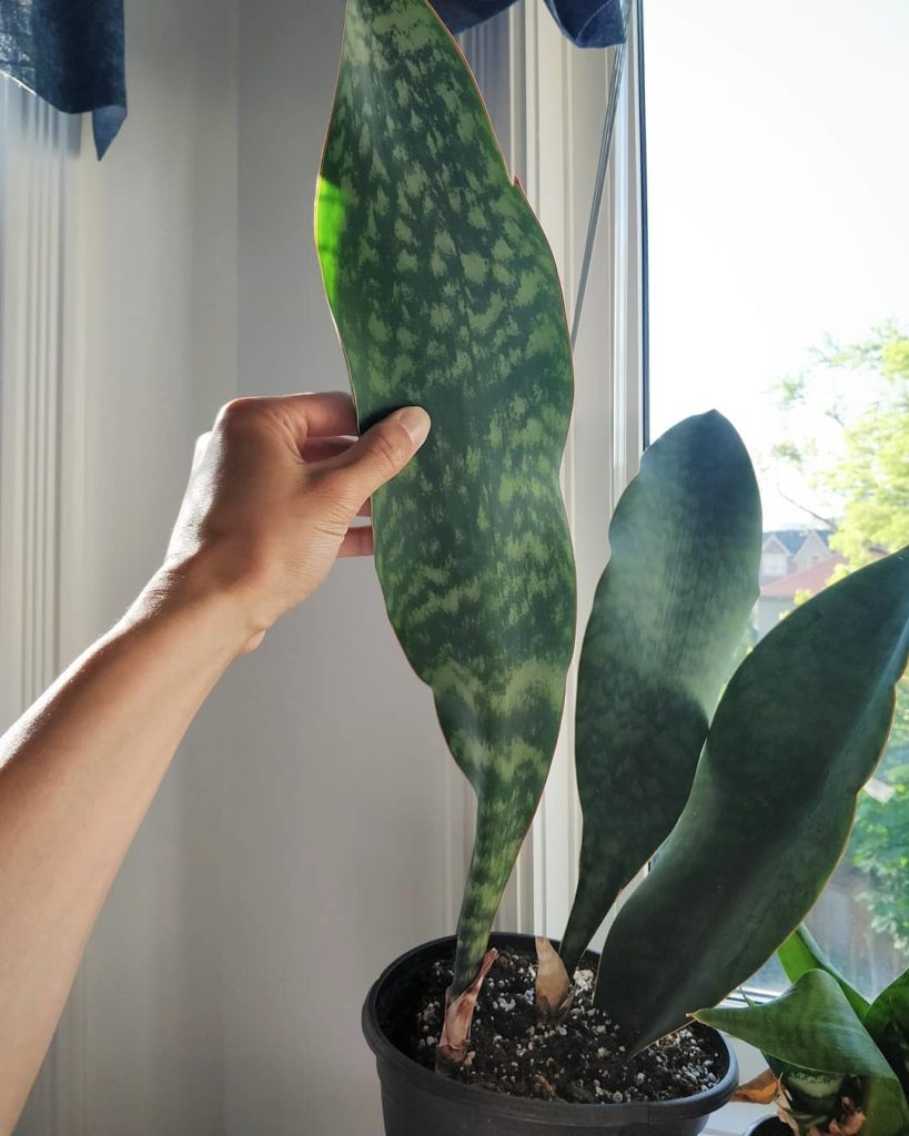 houseplantjournal: I noticed my whale fin (Sansevieria masonania) showing a bulge on the pot. 2… I noticed my whale fin (Sansevieria masonania) showing a bulge on the pot. 2...