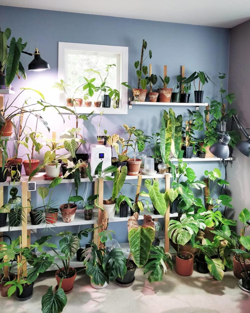 houseplantjournal: Part 2 of my tour with Tim @urban_greenroom – now up on YouTube! (link in profil… Part 2 of my tour with Tim @urban_greenroom - now up on YouTube! (link in profil...