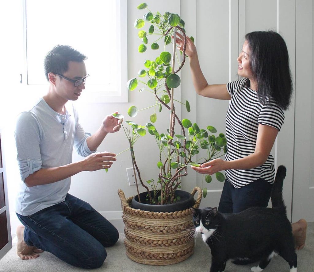 houseplantjournal: #tbt last week when I visited @2plantgirls – saw the craziest Pilea peperomiodes… #tbt last week when I visited @2plantgirls - saw the craziest Pilea peperomiodes...