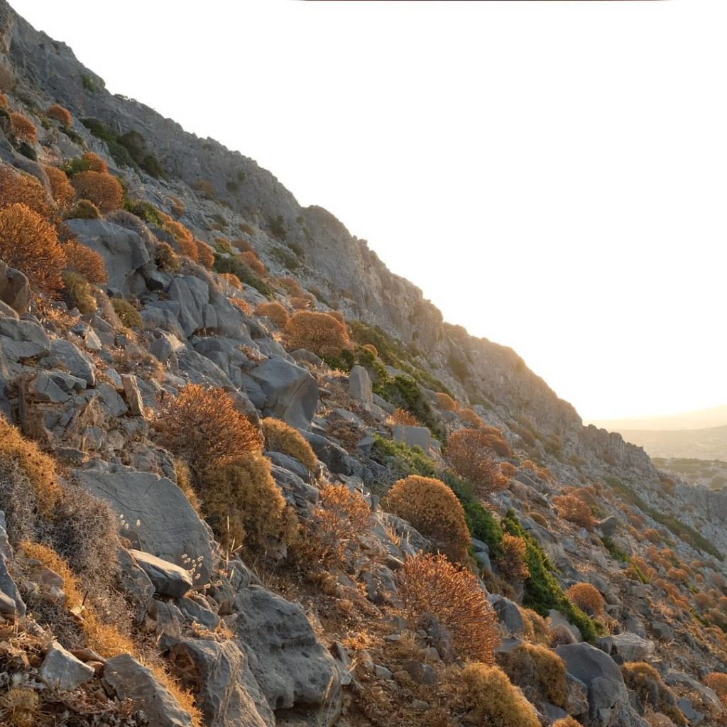 Levitha morning. Euphoria dendroides, Pistacea lentiscus, Juniperus phoeinacea, ...