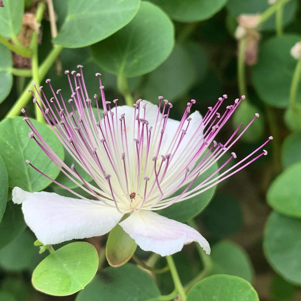 Wild Capers cascading from old walls and rock faces, commandeering any crack the...