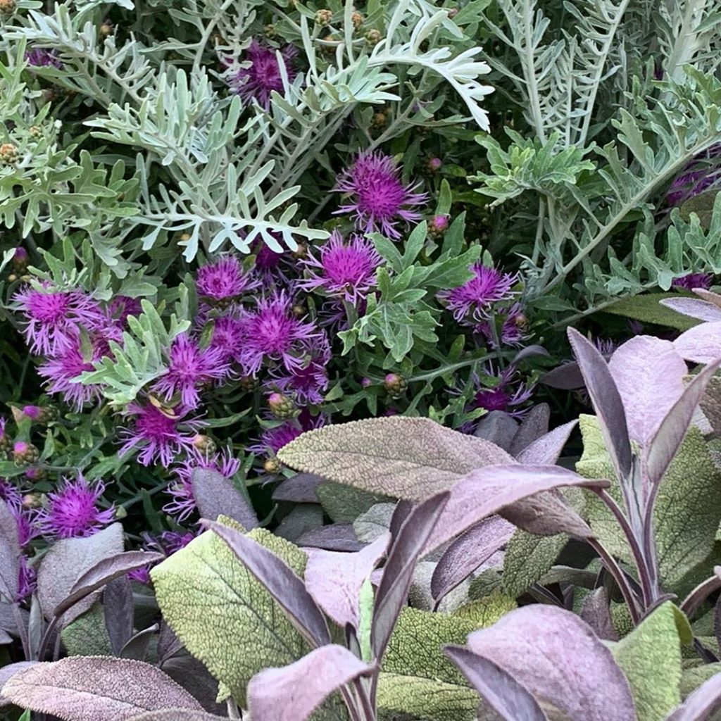 Despite a rather drastic haircut at a most inopportune time of year the ‘so good...