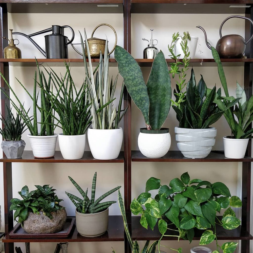 houseplantjournal: #plantshelfie for #SansevieriaSunday – note: all of these plants have a big view… #plantshelfie for #SansevieriaSunday - note: all of these plants have a big view...