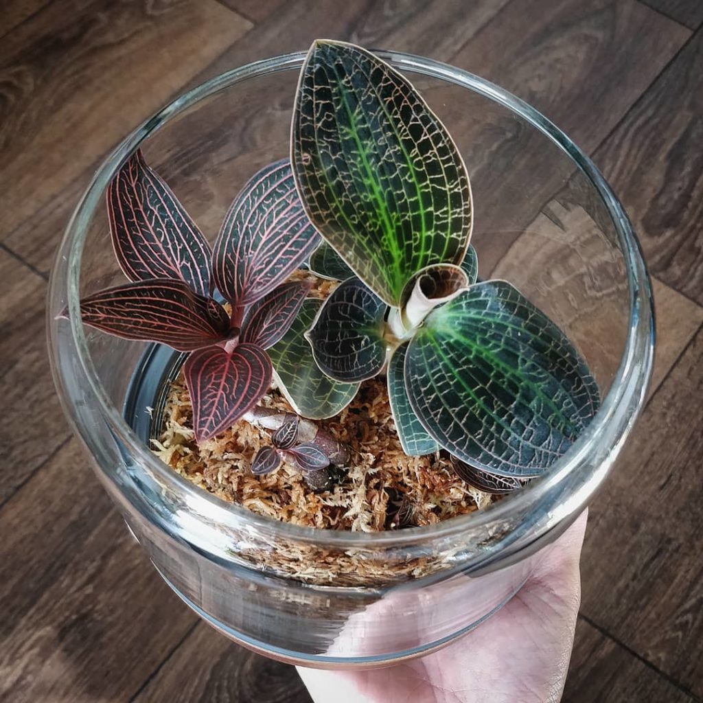 houseplantjournal: Yesterday’s post: Thank you everyone for your suggestions and encouragement in m… Yesterday's post: Thank you everyone for your suggestions and encouragement in m...