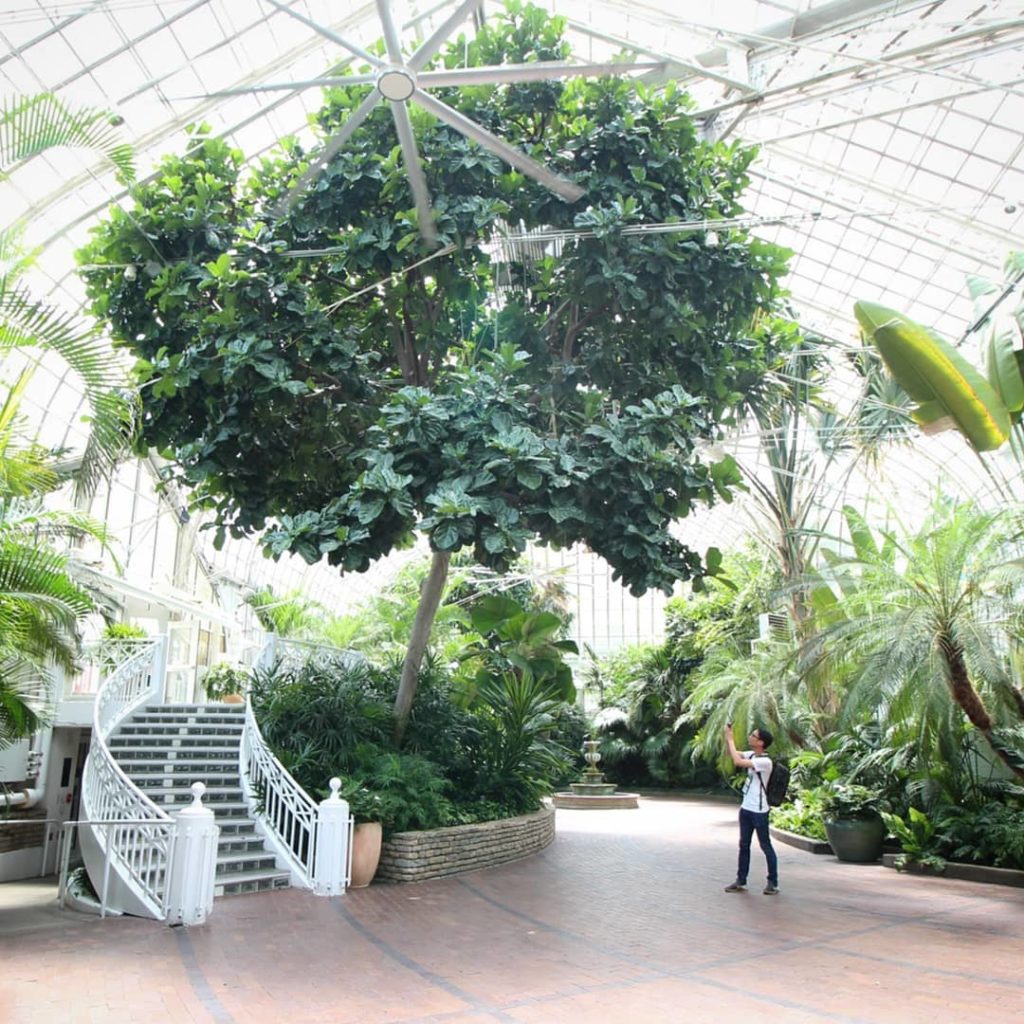 100+ year old fiddle leaf tree at the @fpconservatory - 2️⃣ have a...