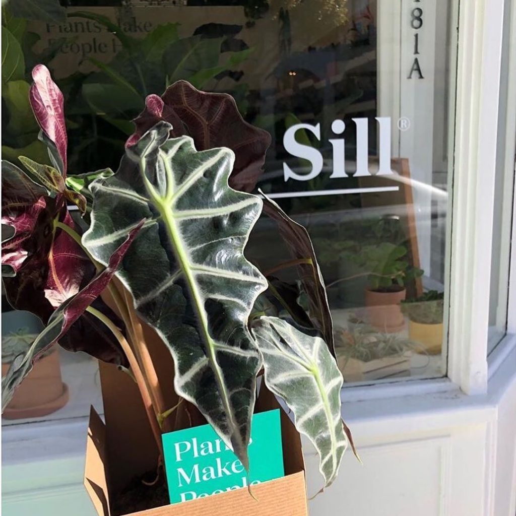 Turn over a new leaf.  We have new pot and planter options for our Alocasia Poll...