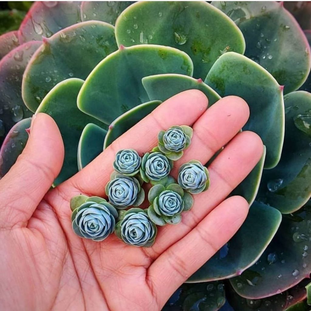 love the color of these babies. : @charmingsucculents...