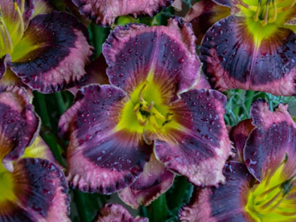 gardendesignmag: August is when transplant or divide bearded irises, daylilies, lilies, peonies, … August is when transplant or divide bearded irises, daylilies, lilies, peonies, ...