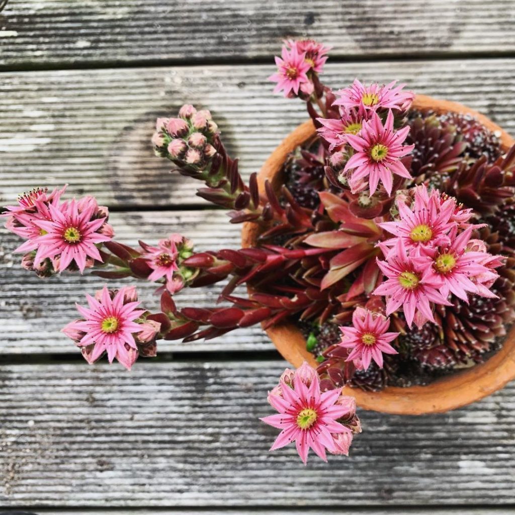 Alien flower spikes of Sempervivum tectorum #sempervivum #houseleek #succulents ...