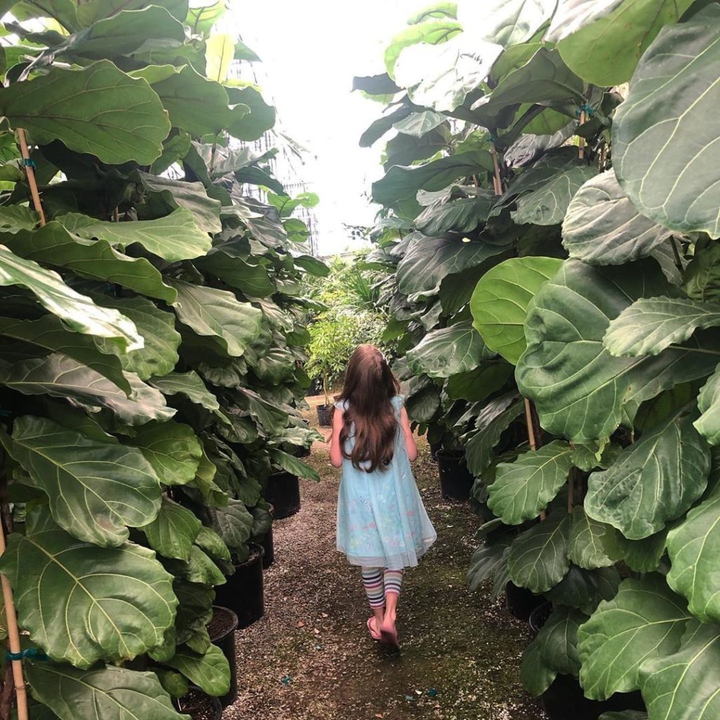 @cordovagardens' Fiddle Leaf Fig forest is everything a #PlantParent could dream...
