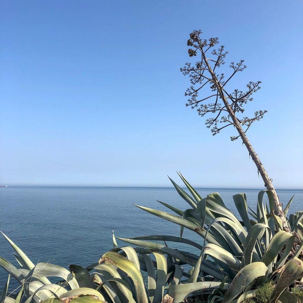 Agave americana on the coast at Sao Pedro along from Lisbon #agave #plant #lands...