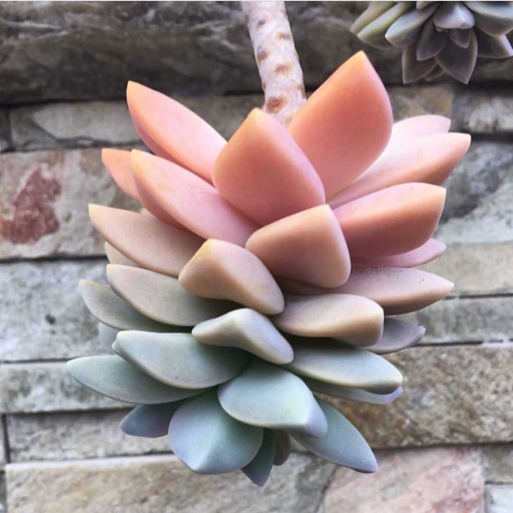 Finally available on our website: graptopetalum paraguayense...