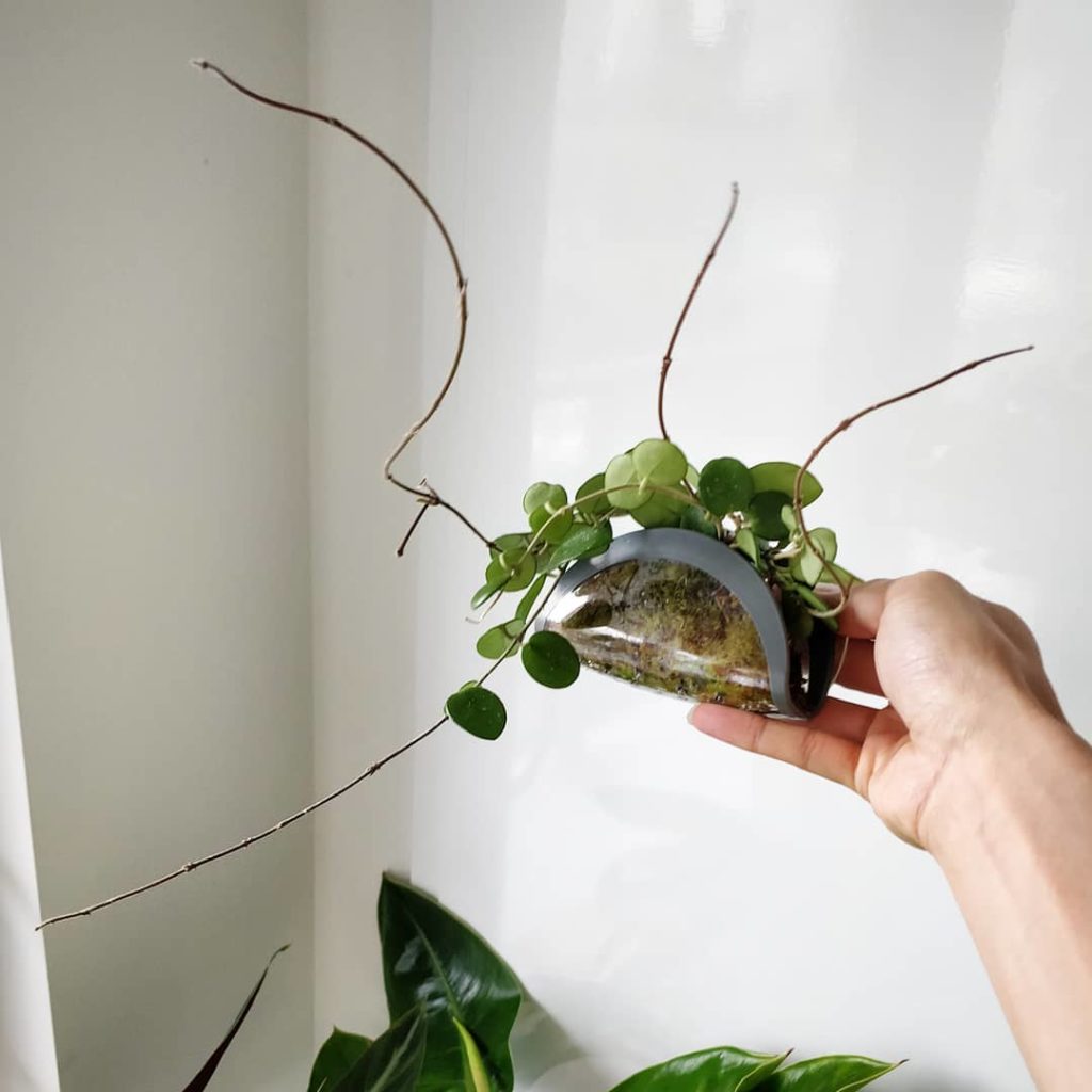 houseplantjournal: I swear this Hoya Taco put out two new vines while we were gone. So excited to s… I swear this Hoya Taco put out two new vines while we were gone. So excited to s...