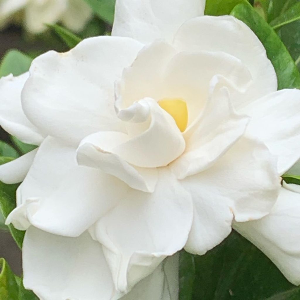 Gardenia flowers scenting the air for meters around in a ‘make do and mend’ terr...