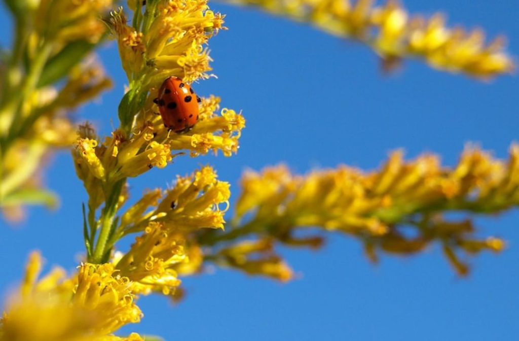 Tip: Plant natives and the beneficial insects will come! Learn more about attrac...